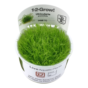 Utricularia graminifolia - Grasblättriger Wasserschlauch 1-2-Grow!